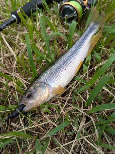 カワムツの釣果