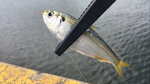 サッパの釣果