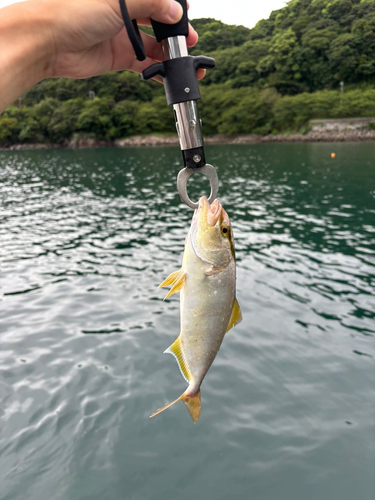 ソウダガツオの釣果