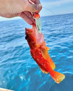 アカハタの釣果