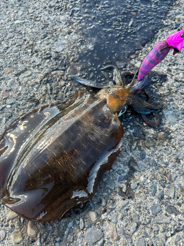 アオリイカの釣果