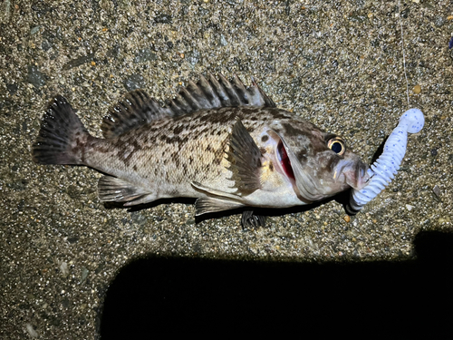 クロソイの釣果