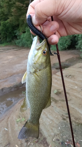 スモールマウスバスの釣果