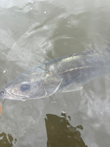 スズキの釣果