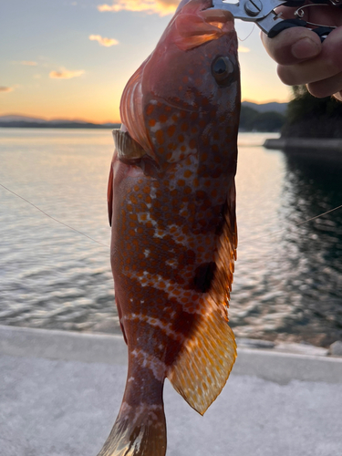 アコウの釣果