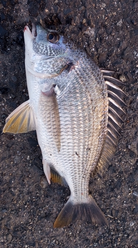 キビレの釣果