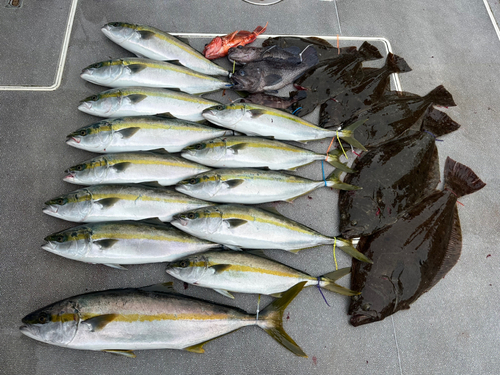 ヒラマサの釣果