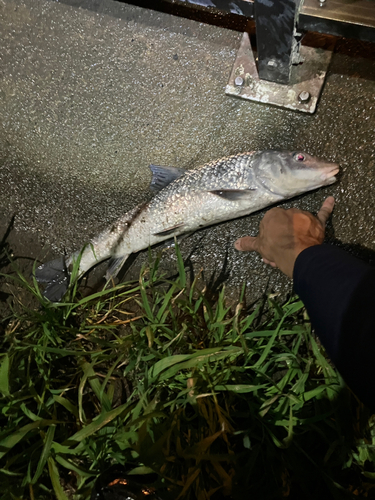 ニゴイの釣果