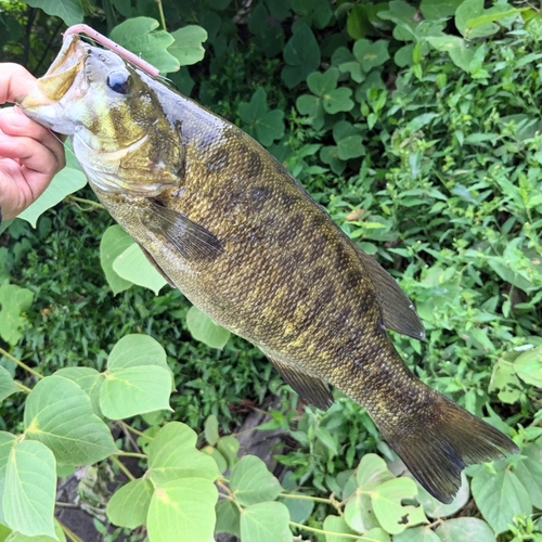 スモールマウスバスの釣果