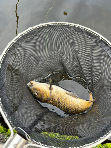 コイの釣果