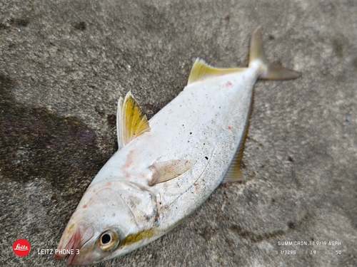 ショゴの釣果