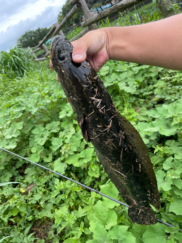 ライギョの釣果