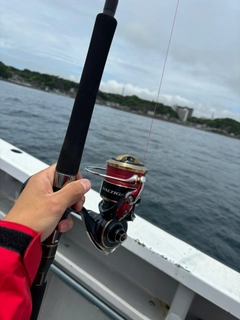 ソウダガツオの釣果