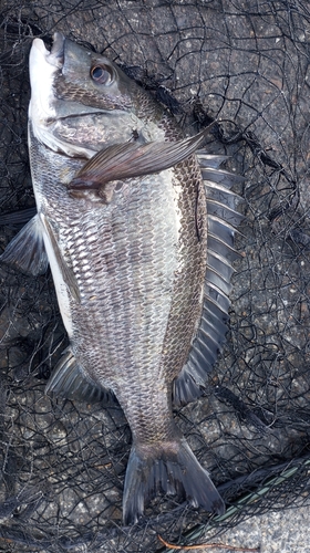 チヌの釣果