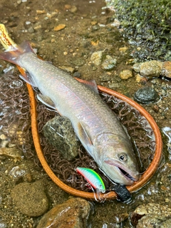 イワナの釣果