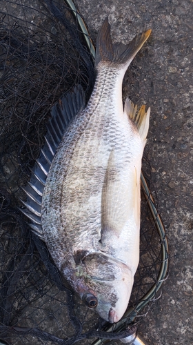 キビレの釣果