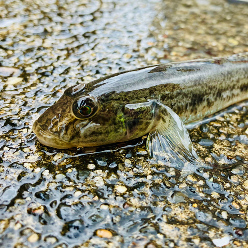 マハゼの釣果