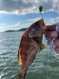 オオモンハタの釣果