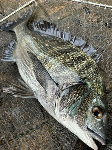 チヌの釣果