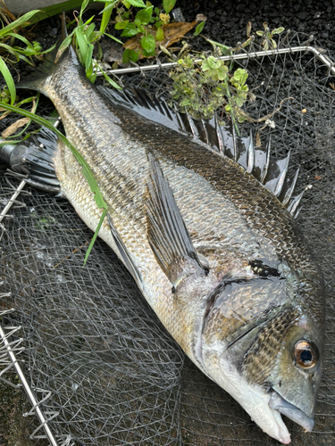 チヌの釣果