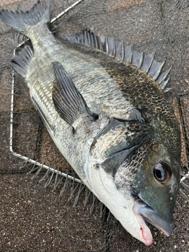 チヌの釣果