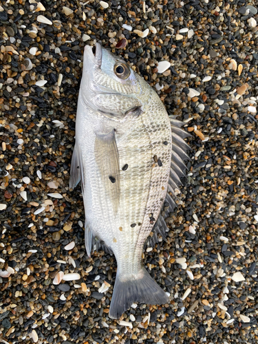 クロダイの釣果