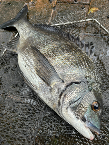 チヌの釣果