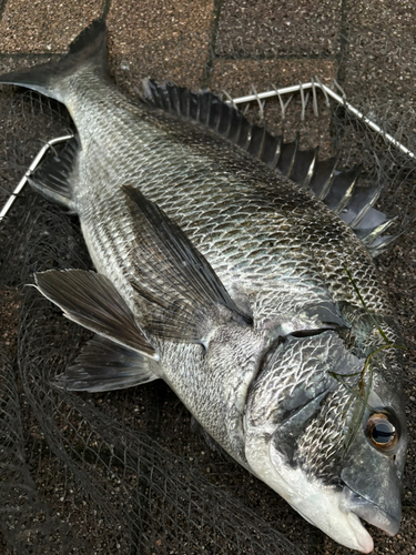 チヌの釣果