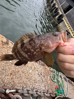 キジハタの釣果