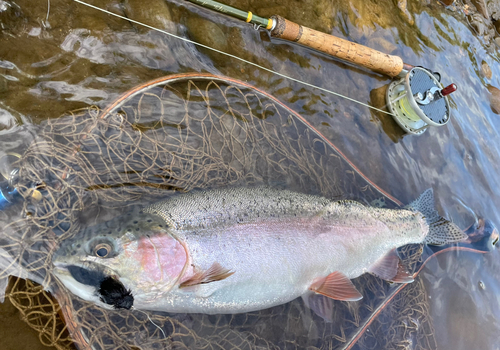 ニジマスの釣果