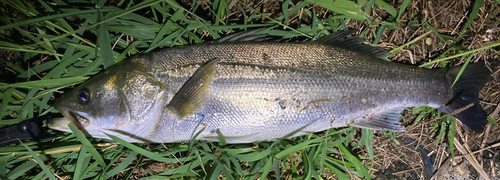 スズキの釣果