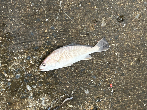 ニベの釣果