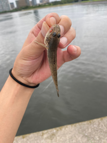 ハゼの釣果