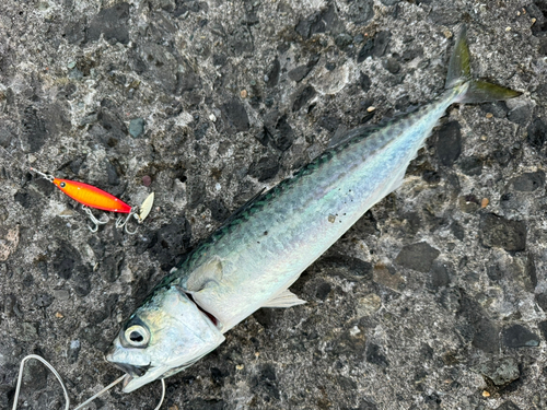 サバの釣果