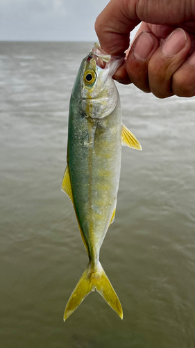 カマスの釣果