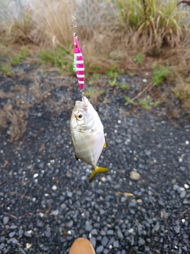 メッキの釣果