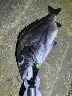 クロダイの釣果