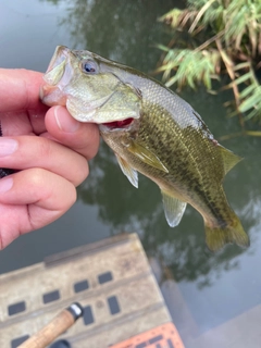 ラージマウスバスの釣果