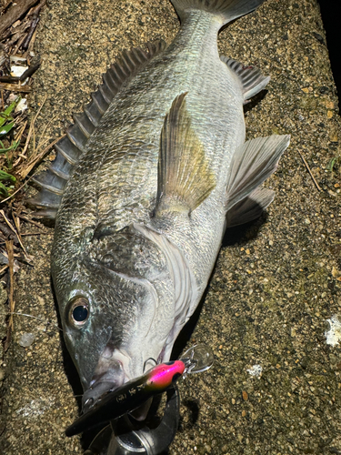 クロダイの釣果