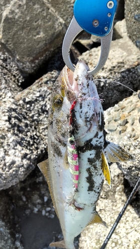 カンパチの釣果