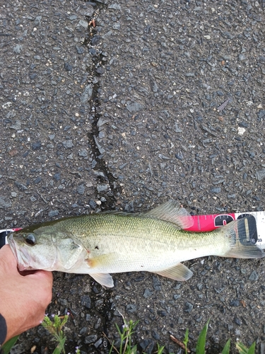 ラージマウスバスの釣果