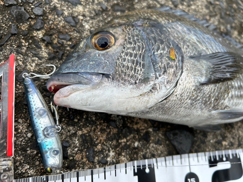 チヌの釣果