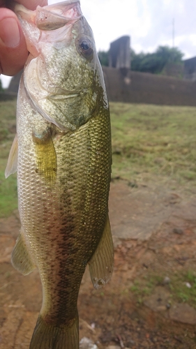 ラージマウスバスの釣果