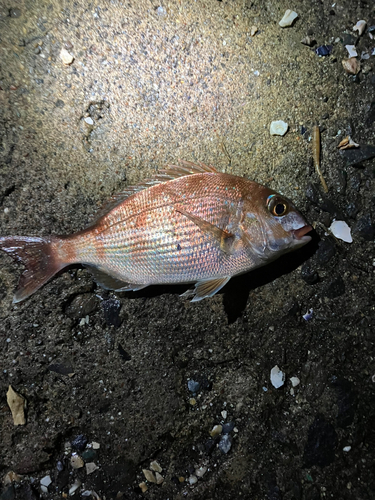 チャリコの釣果