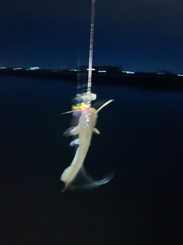 マナマズの釣果