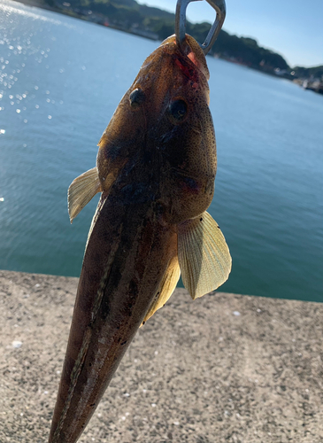 コチの釣果