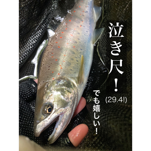 アマゴの釣果