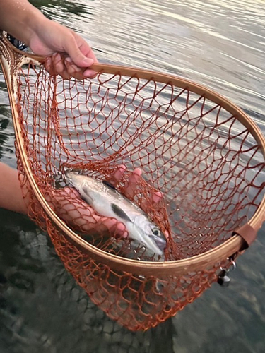 ヒメマスの釣果