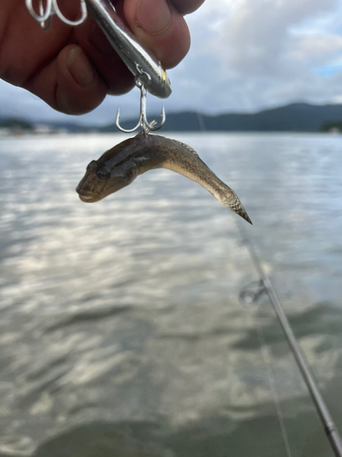 ハゼの釣果