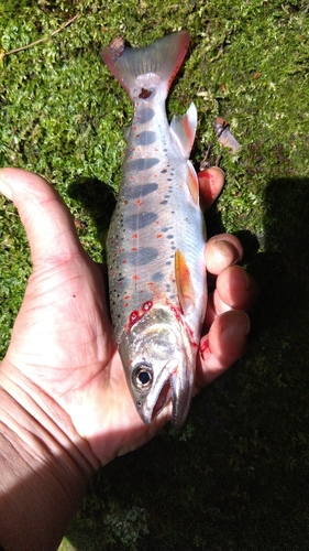 アマゴの釣果